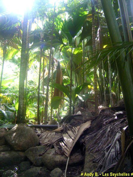 Vallee de Mai (11).JPG